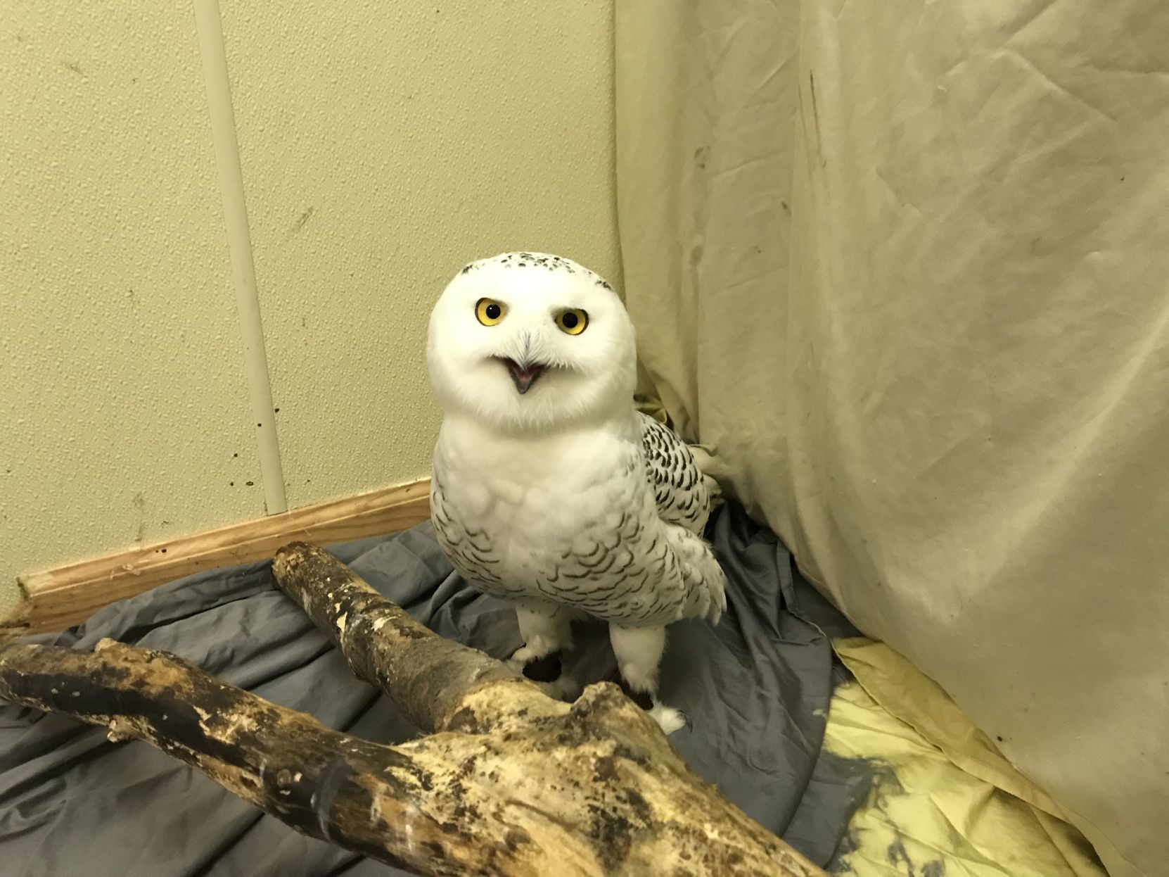 Gallery: Humane Indiana Wildlife and Education Center